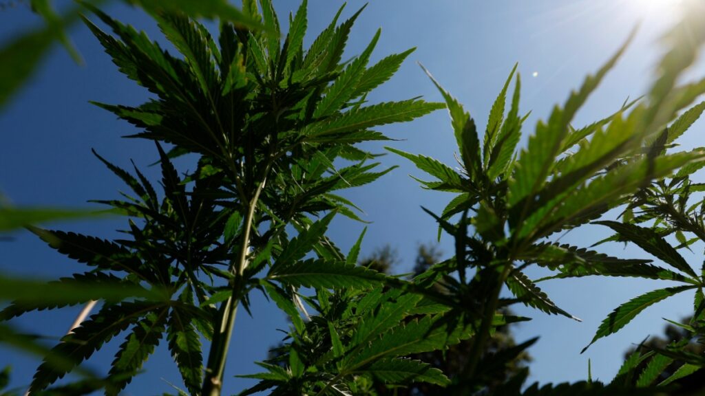 The Untold Story of 420 That Most People Still Get Wrong